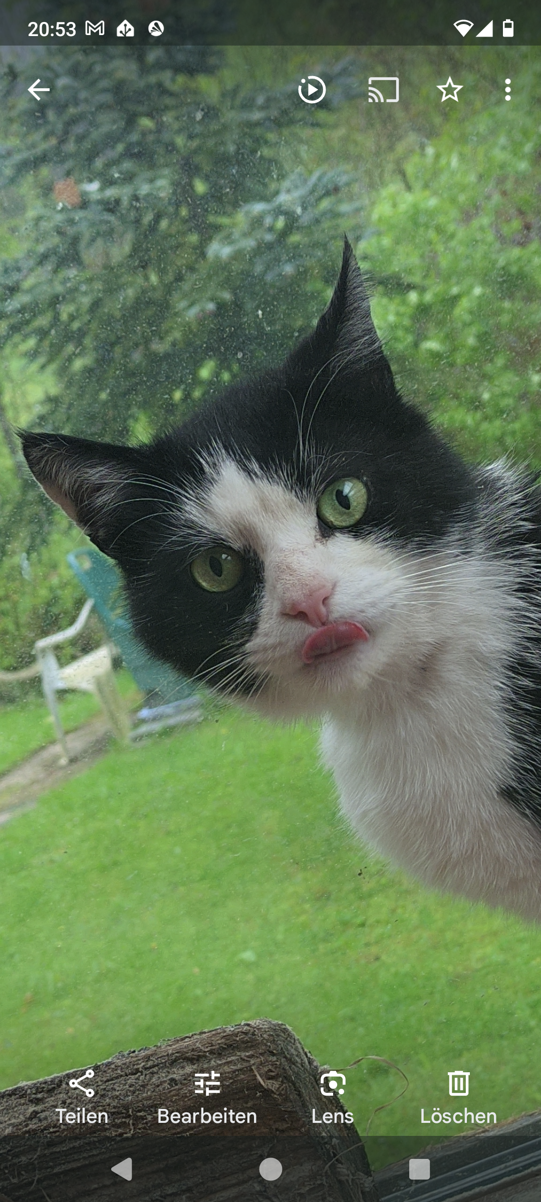 Kater kann nicht geladen werden.